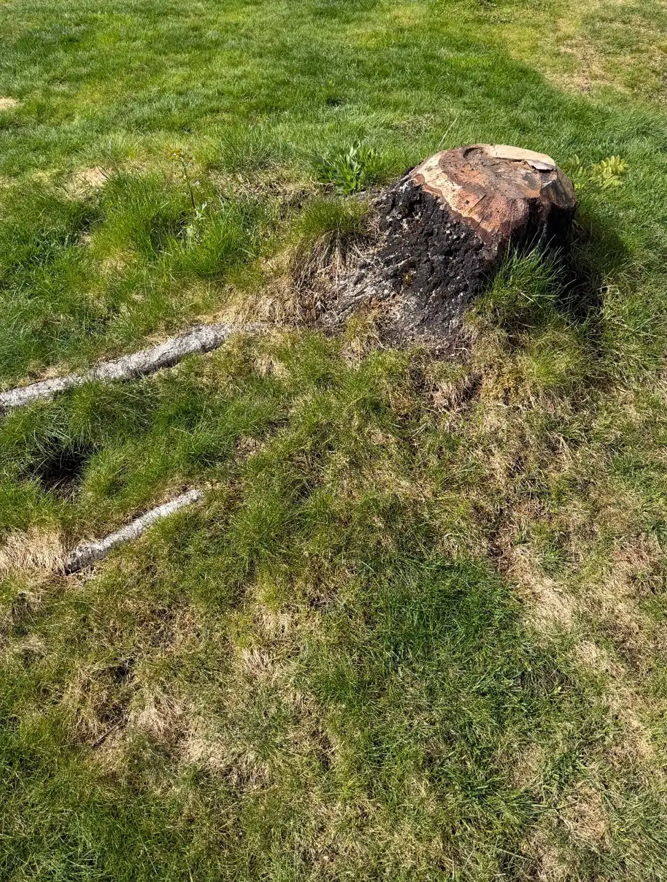 Stubbe i plenen før stubbefresing